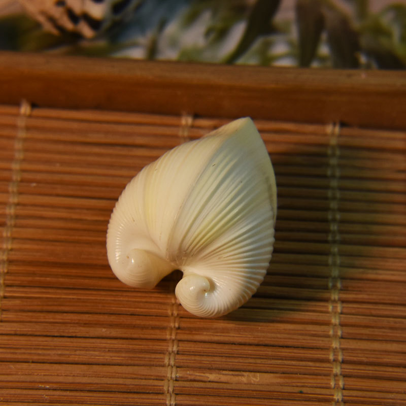 Aquarium And Marine - Concha de cardio cardissa natural: concha