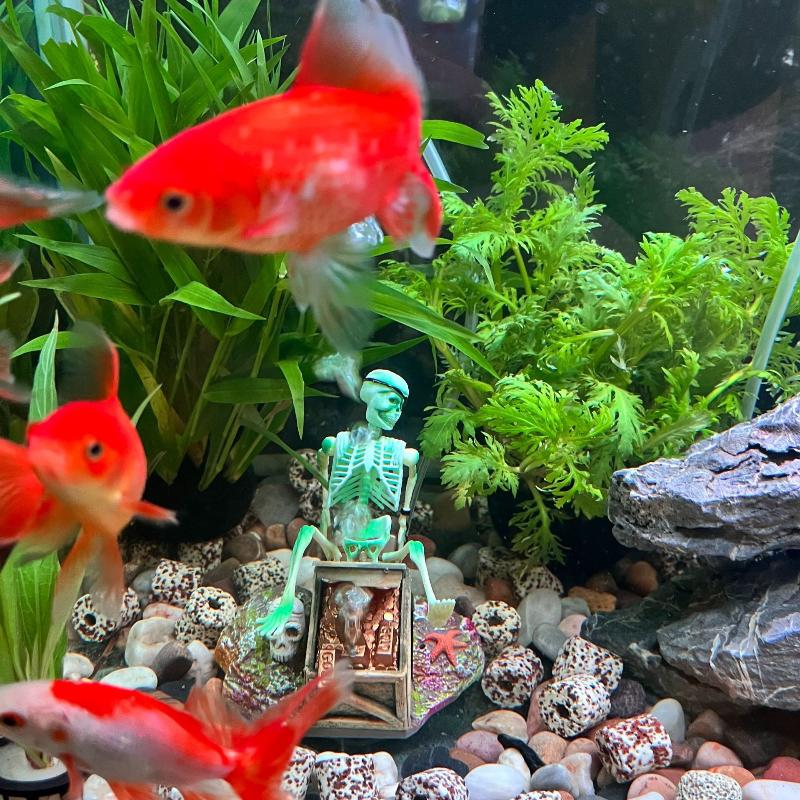 Bomba de aire de burbujas de p - Marine Aquarium Aquascape reseña y precio