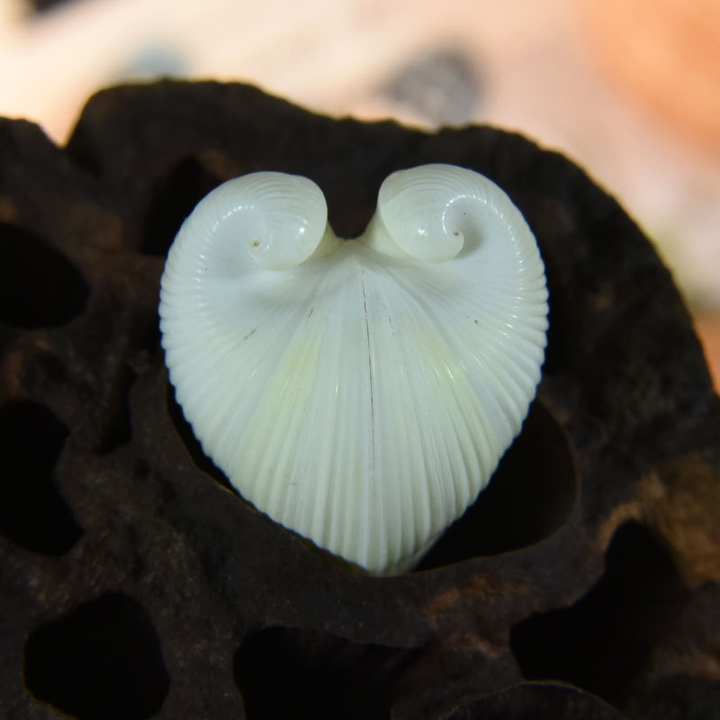 Concha de cardio cardissa natu - Aquarium And Marine reseña y precio